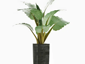 plants collection 57 3D Model