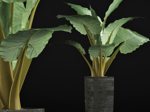 plants collection 57 Modèle 3D