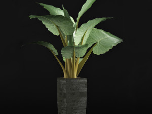 plants collection 57 Modèle 3D
