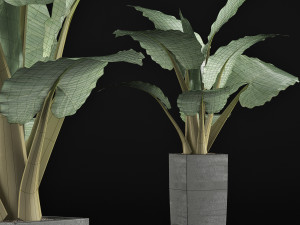plants collection 57 Modèle 3D