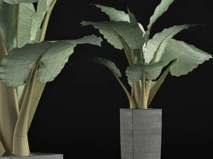 plants collection 57 3D Model