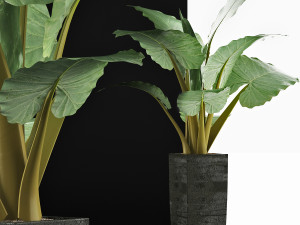plants collection 57 Modèle 3D