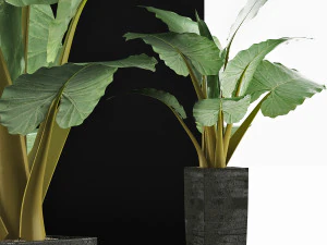 plants collection 57 3D Model