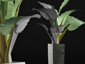 plants collection 57 3D Model