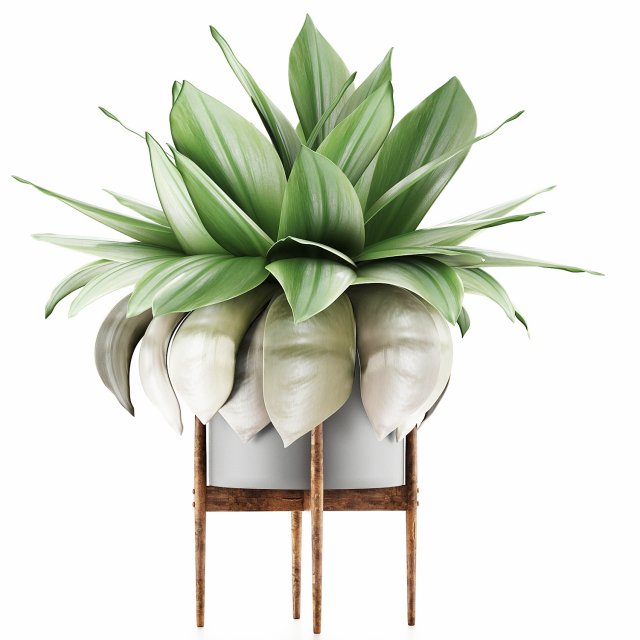 plants collection 58 Modèle 3D .c4d .max .obj .3ds .fbx .stl .blend 