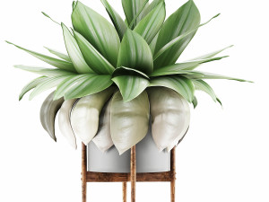 plants collection 58 Modèle 3D