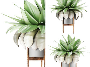 plants collection 58 Modèle 3D