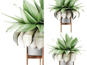 plants collection 58 3D Model