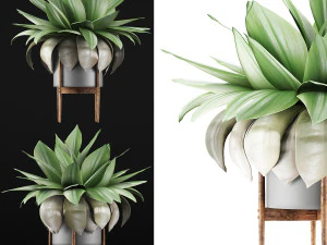 plants collection 58 3D Model