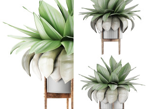 plants collection 58 Modèle 3D