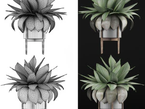 plants collection 58 3D Model