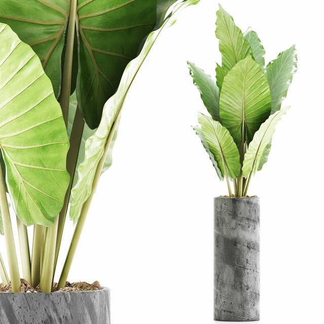 plants collection 59 3D Model .c4d .max .obj .3ds .fbx .stl .blend 
