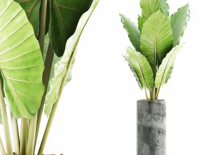 plants collection 59 3D Model