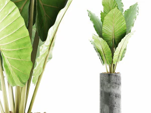 raccolta piante 59 Modello 3D