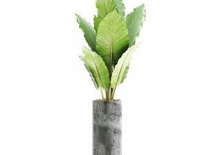 plants collection 59 3D Model