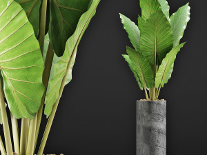 plants collection 59 3D Model