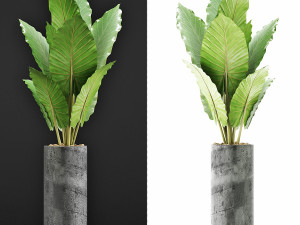 plants collection 59 3D Model
