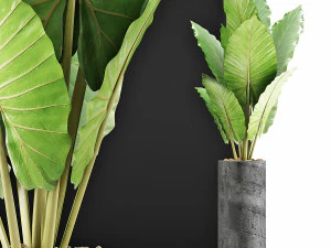 plants collection 59 3D Model