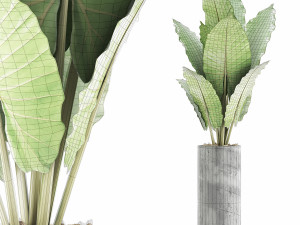 plants collection 59 3D Model