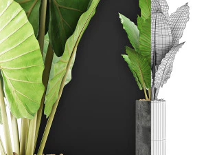 plants collection 59 3D Model