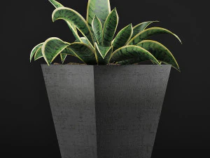 plants collection 60 3D Model