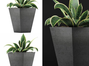 plants collection 60 3D Model