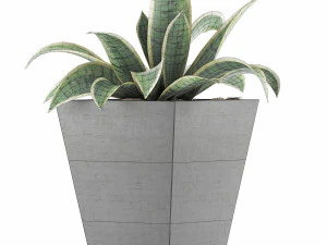 plants collection 60 3D Model