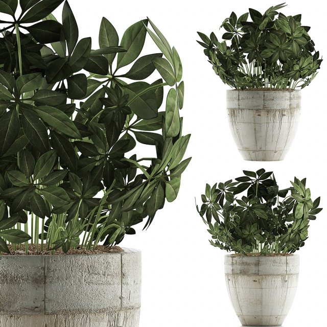 plants collection 61 3D-Modell .c4d .max .obj .3ds .fbx .stl .blend 