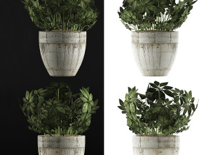 plants collection 61 3D-Modell