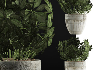 plants collection 61 3D-Modell