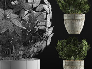 plants collection 61 3D-Modell