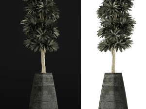 plants collection 62 3D Model