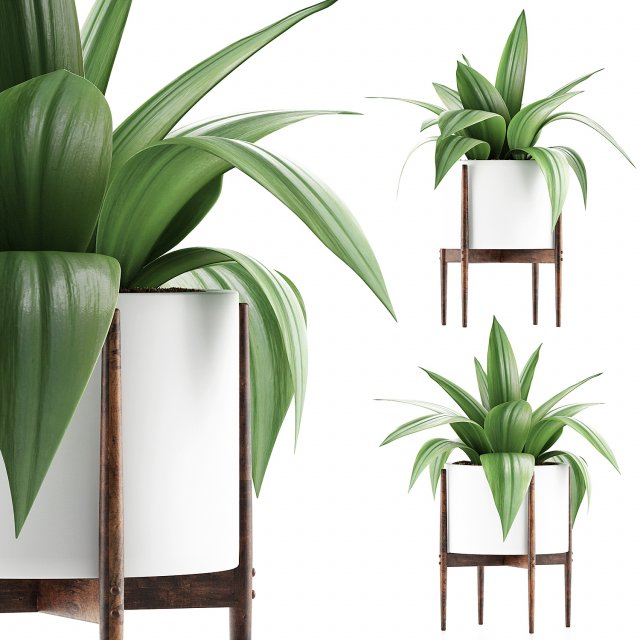 plants collection 63 3D Model .c4d .max .obj .3ds .fbx .stl .blend 