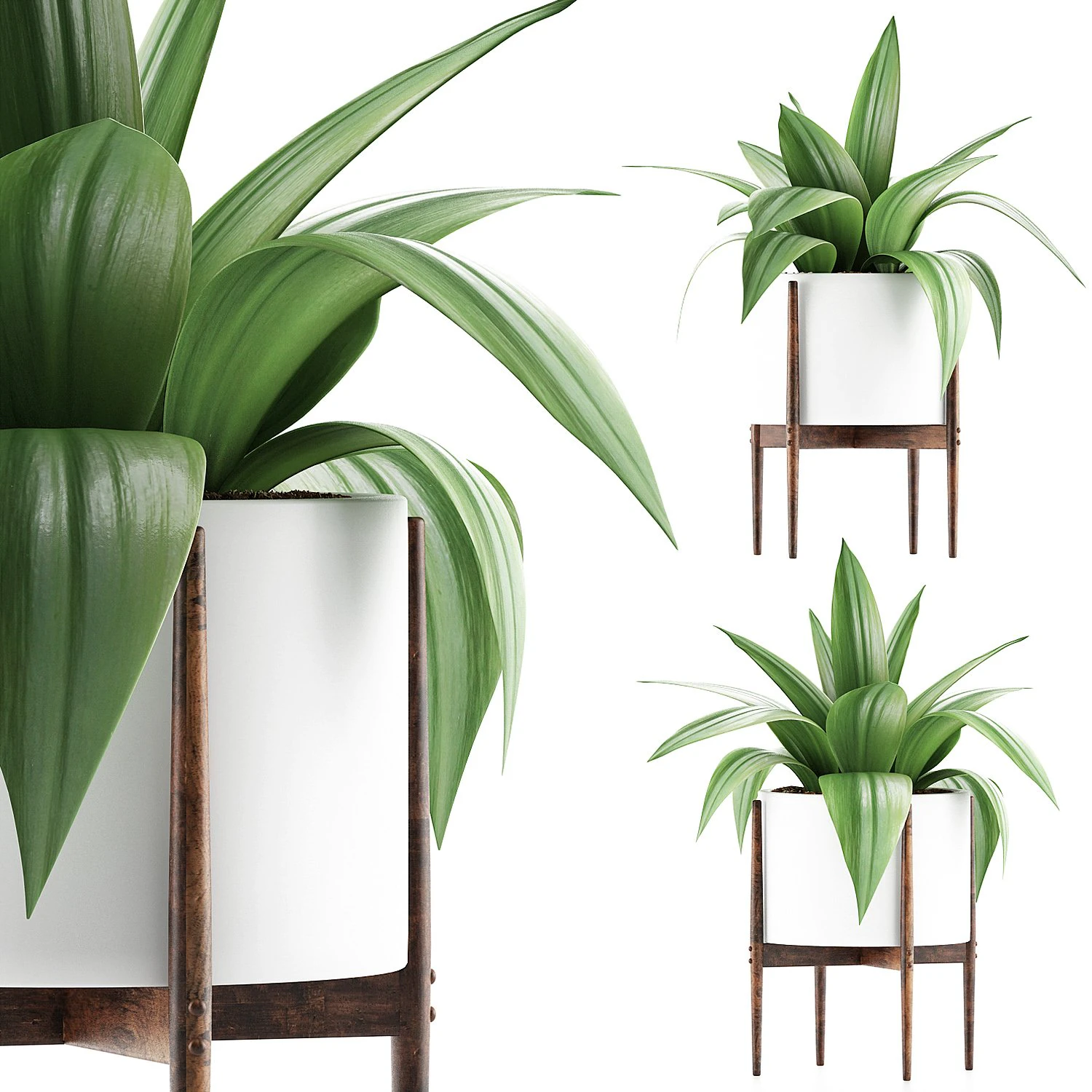 plants collection 63 3D Model .c4d .max .obj .3ds .fbx .stl .blend 