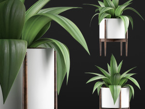 plants collection 63 3D Model