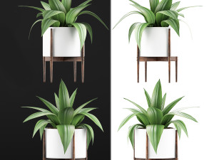plants collection 63 3D Model
