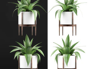 plants collection 63 3D Model
