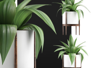plants collection 63 3D Model