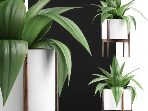 plants collection 63 3D Model