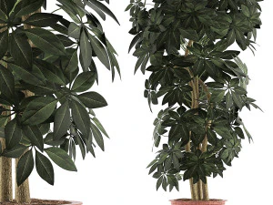 raccolta piante 64 Modello 3D