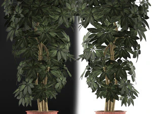 식물 수집 64 3D 모델