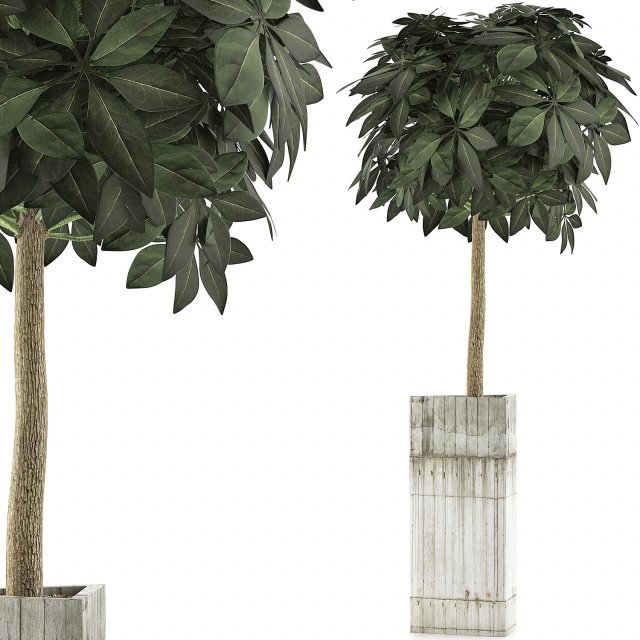 plants collection 65 Model 3D .c4d .max .obj .3ds .fbx .stl .blend 