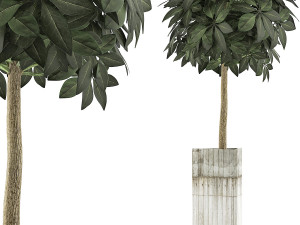 plants collection 65 3D Model