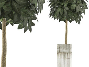 raccolta piante 65 Modello 3D