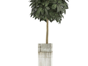plants collection 65 Model 3D