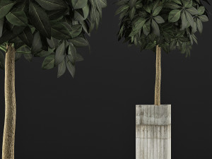 plants collection 65 Model 3D