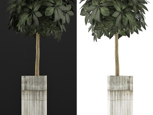 plants collection 65 Model 3D