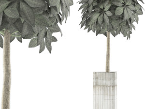 plants collection 65 Model 3D