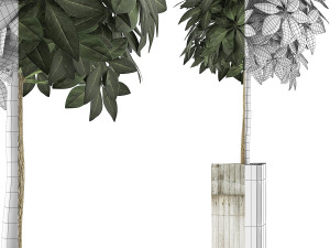 plants collection 65 Model 3D