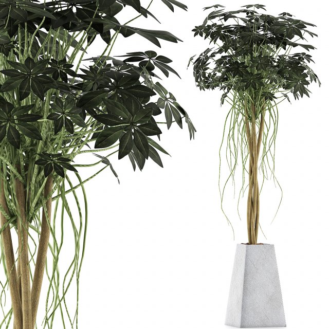 plants collection 66 Modelo 3D .c4d .max .obj .3ds .fbx .stl .blend